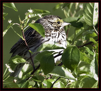 Savannah Sparrow