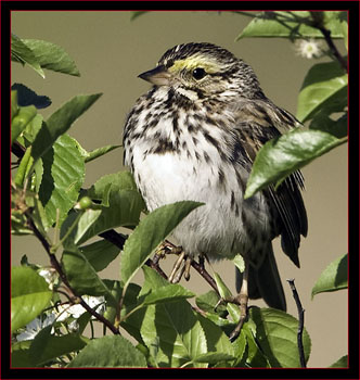 Savannah Sparrow