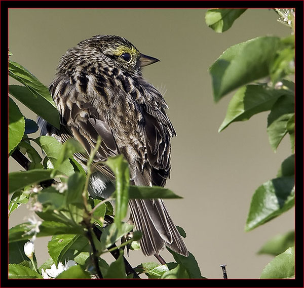 Savannah Sparrow