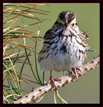 Savannah Sparrow