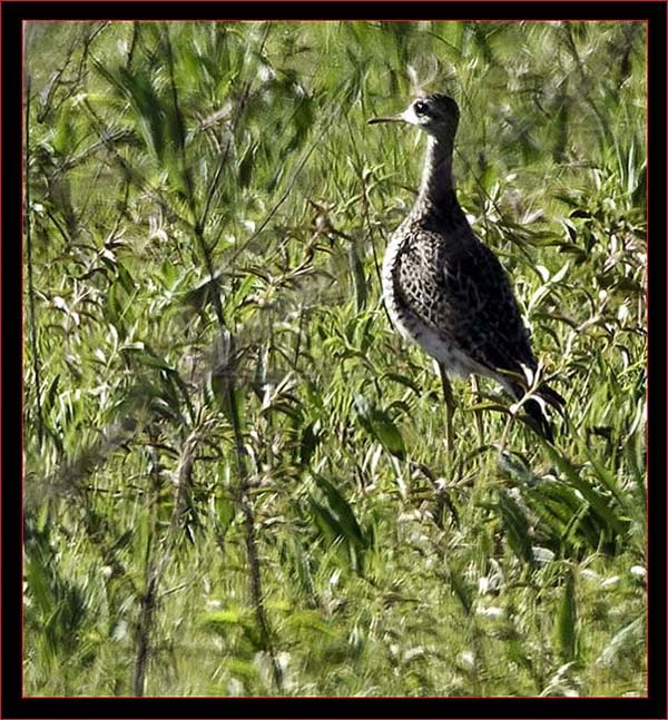 Upland Sandpiper