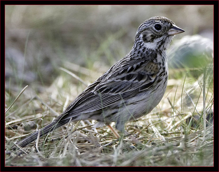 Vesper Sparrow