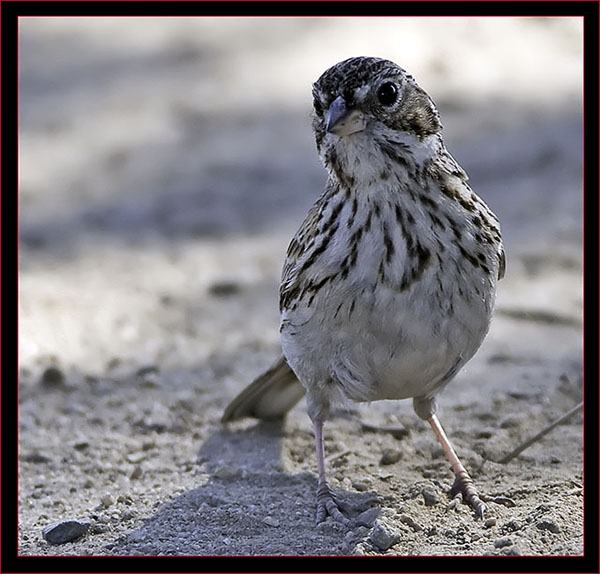 Vesper Sparrow