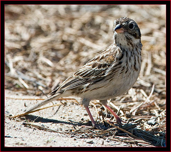 Vesper Sparrow