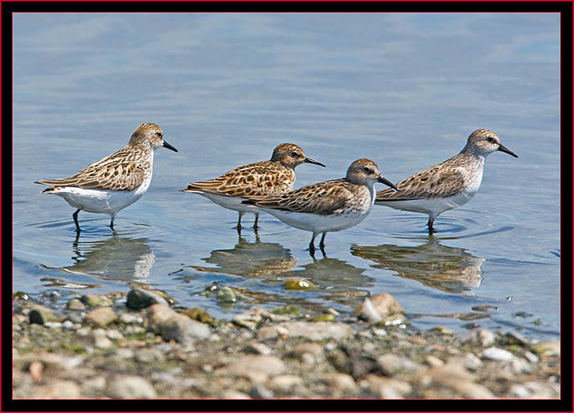 Plover & Sandpiper Group