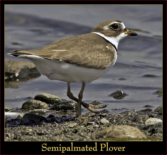 Semipalmated Plover