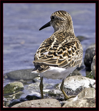 Least Sandpiper