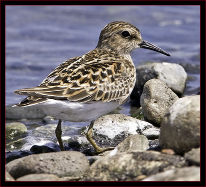 Least Sandpiper