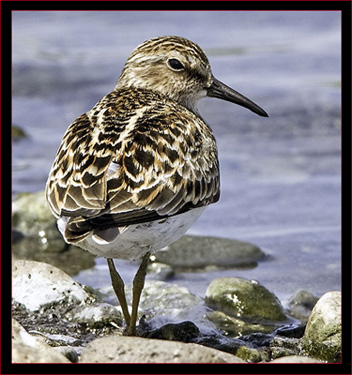 Least Sandpiper