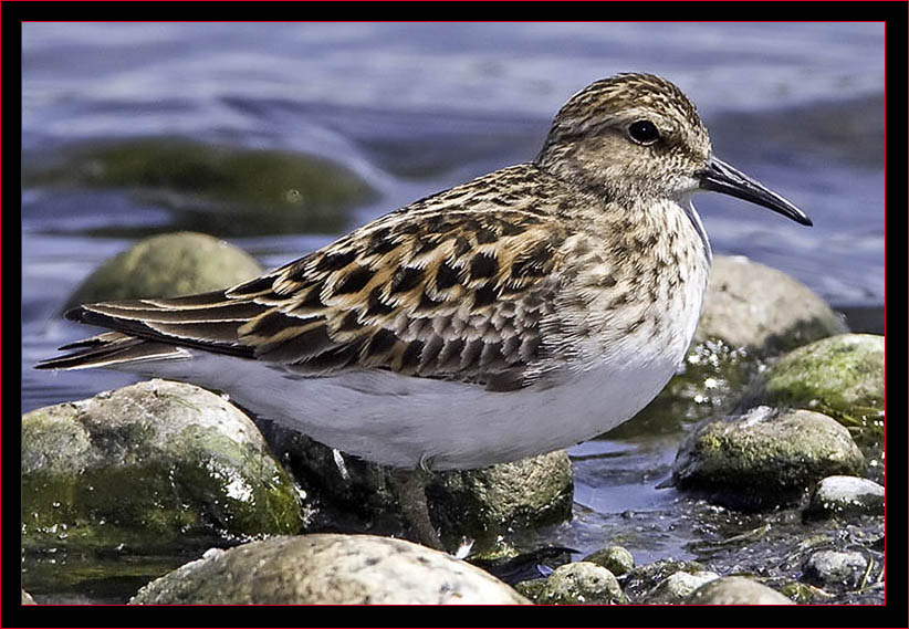 Least Sandpiper