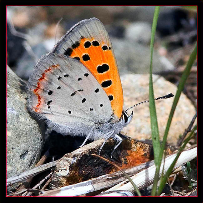 American Copper (butterfly)