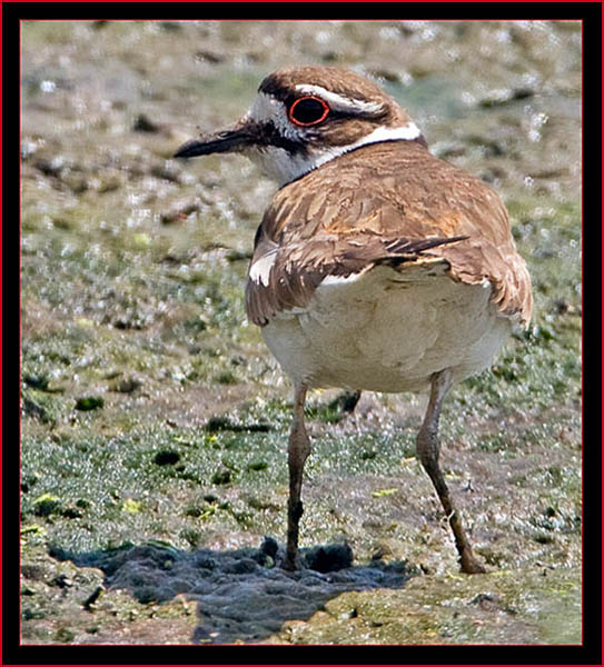 Killdeer