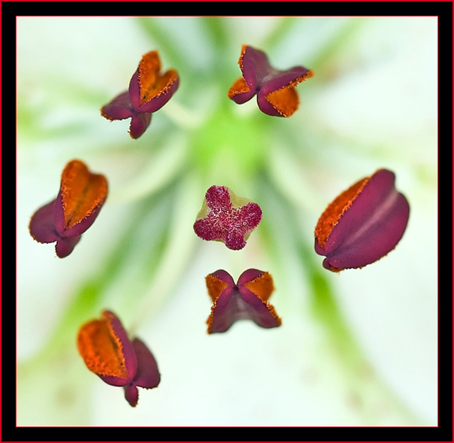 Floating flower pistil