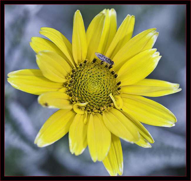 Fly on Heliopsis flower