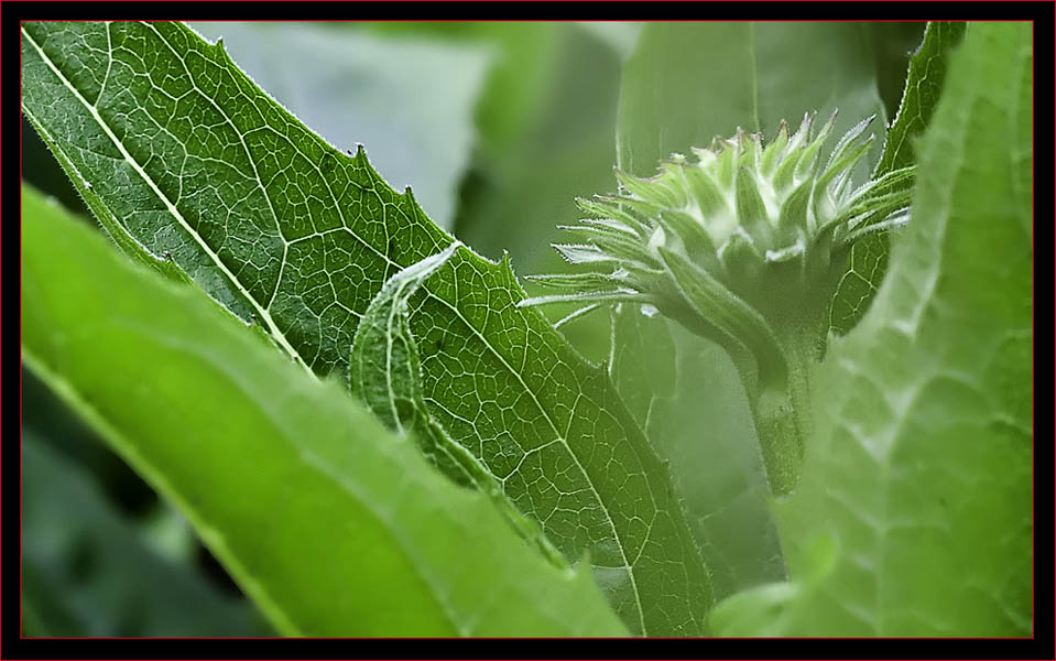 Coneflower