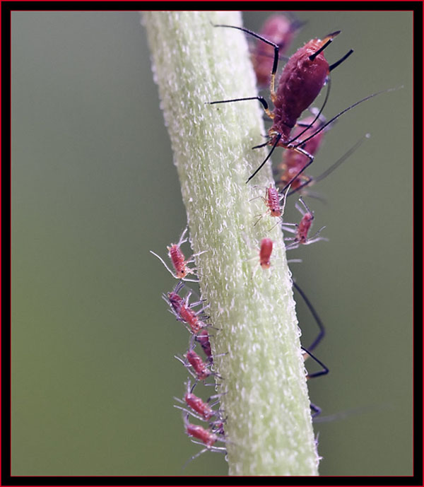 Aphids