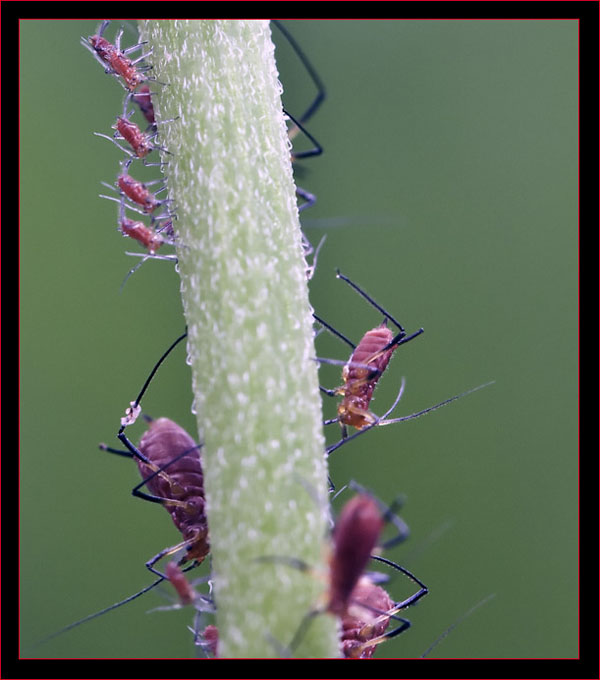 Aphids