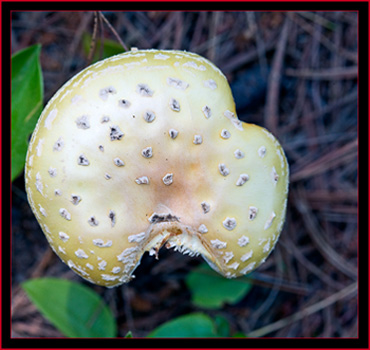 Mushroom view