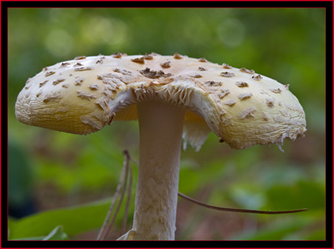 Mushroom view