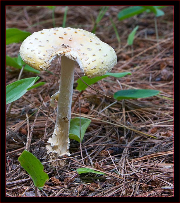 Mushroom