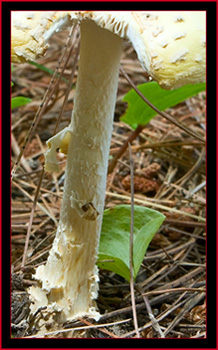 Mushroom view