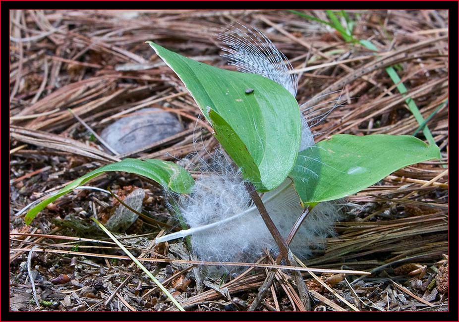 Feather