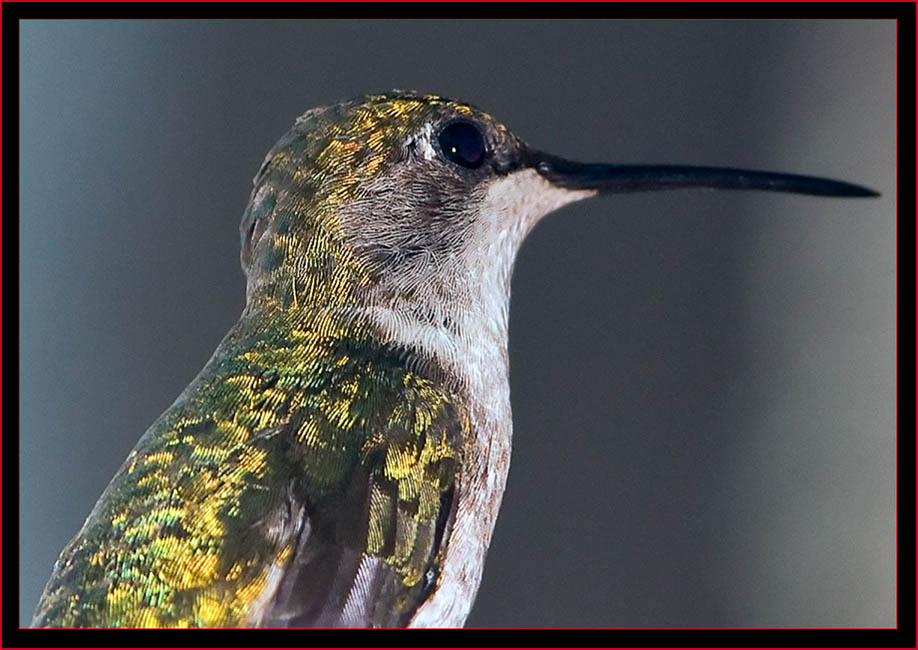 Ruby-throated Hummingbird