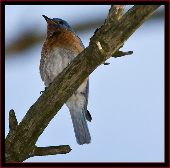 Eastern Bluebird