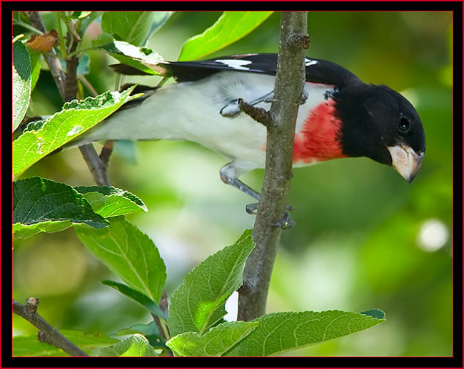 Rose-breasted Grosbeak