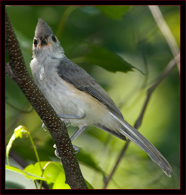 Tufted Titmouse