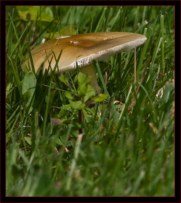 Mushroom in Yarmouth