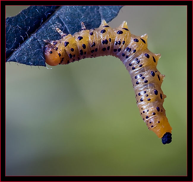 Caterpillar