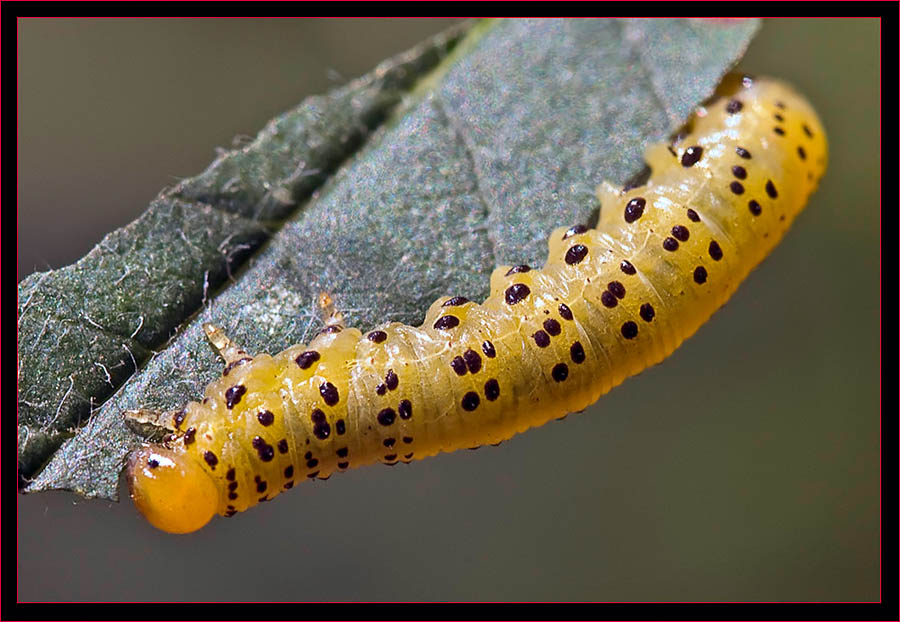 Caterpillar view