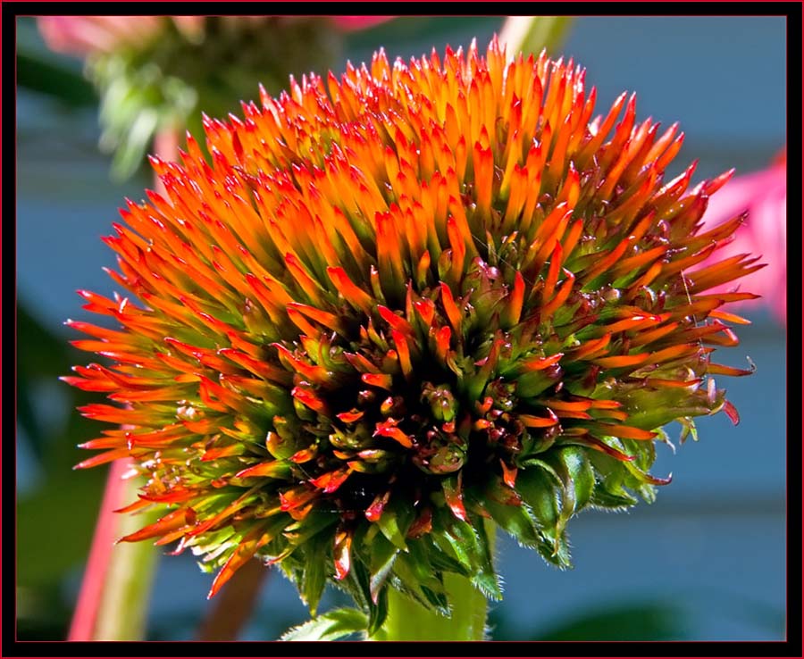 Coneflower