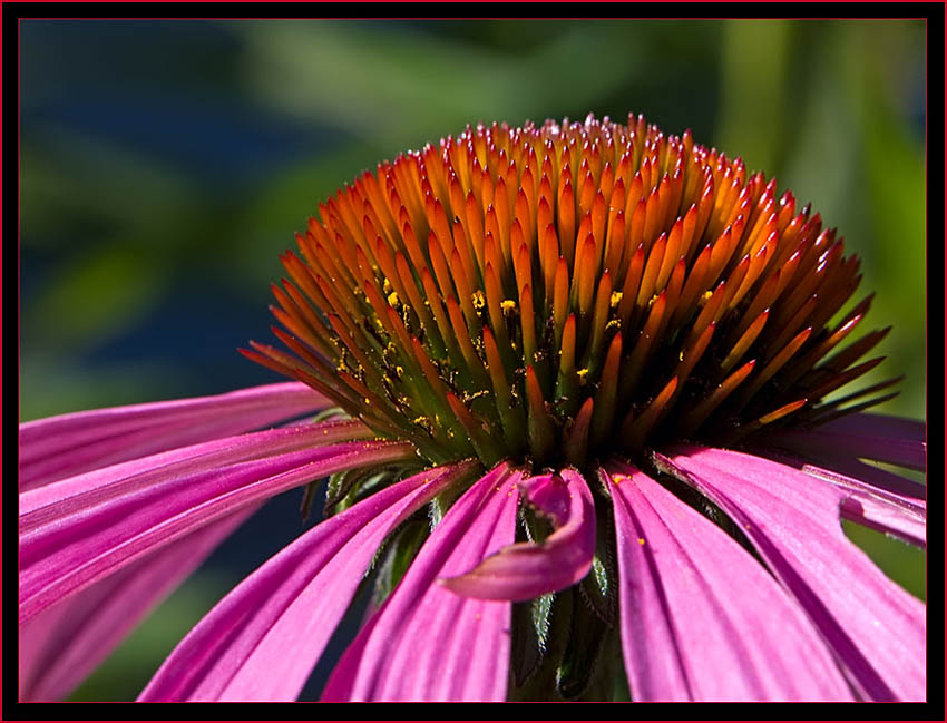 Coneflower