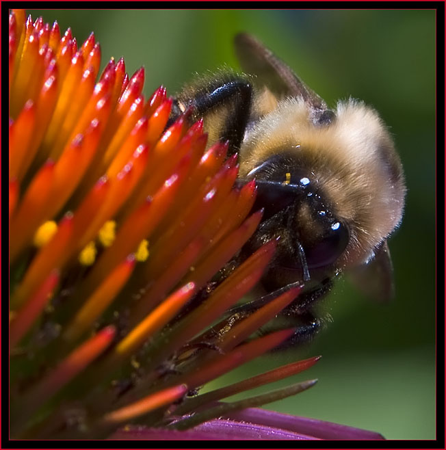 Bumblebee on Coneflower