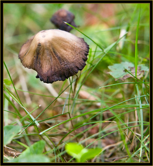 Mushroom view