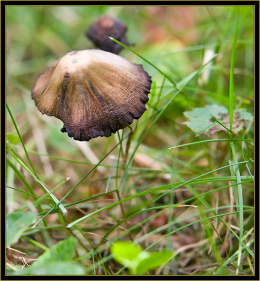 Mushroom view