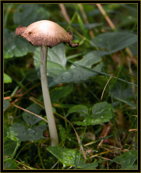 Mushroom full view