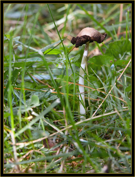 Mushroom view