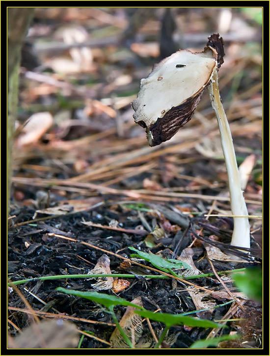 Interesting mushroom specimen