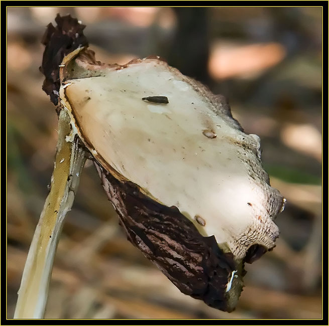 Mushroom view