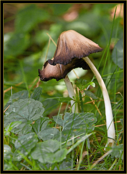 Mushrooms in the yard