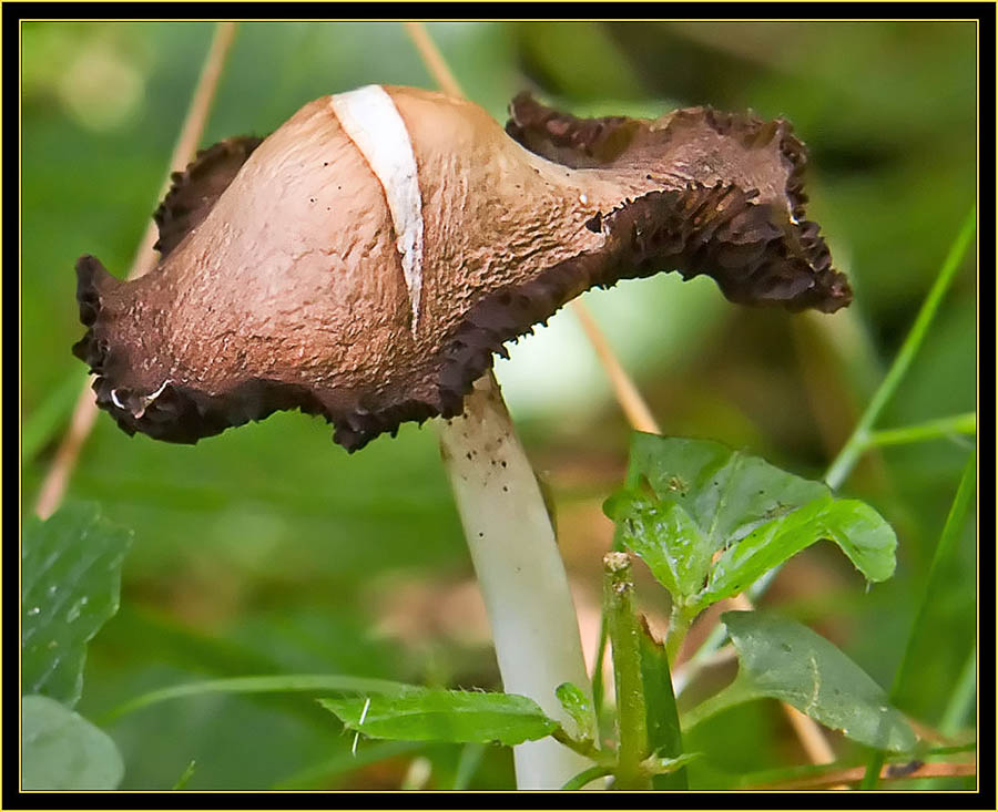 Mushroom close up border=