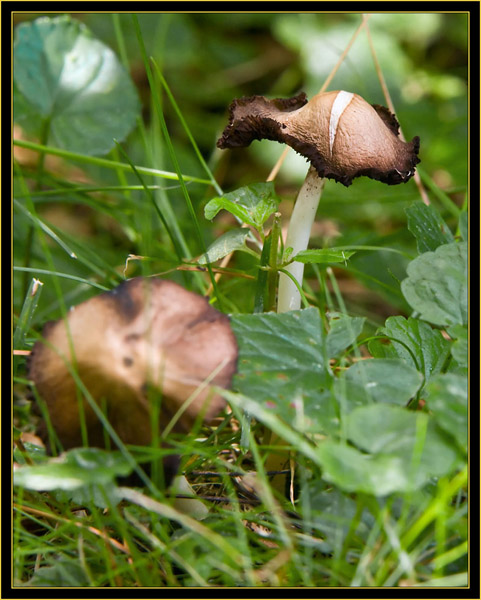 Mushrooms in the yard