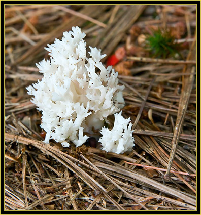 Crested Coral Mushroom