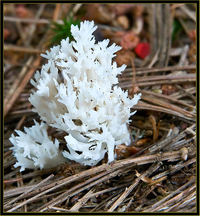 Crested Coral Mushroom