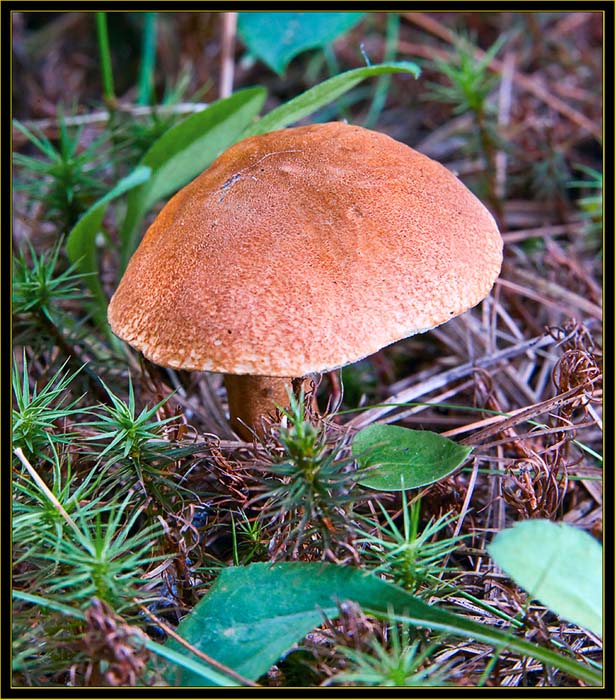 Mushroom view