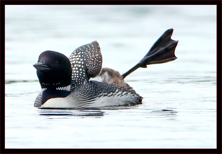 Common Loon