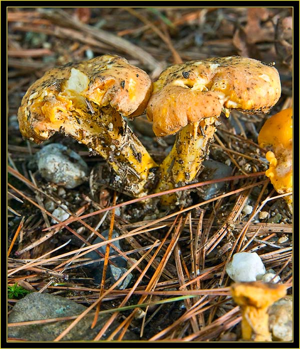 Mushroom color in the pine needles